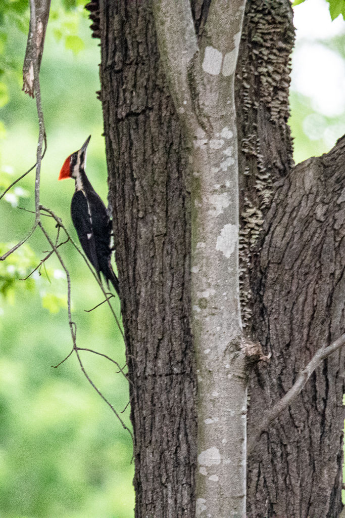 Backyard Birds NH-2242.jpg